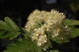 Attēlu rezultāti vaicājumam “Sorbus aria”