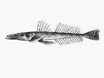 Image result for Platycephalus speculator