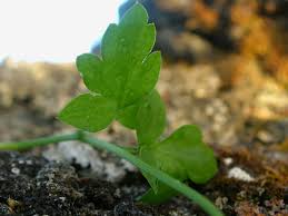Attēlu rezultāti vaicājumam “Adoxa moschatellina leaf”