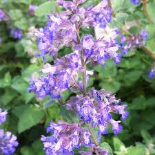 Attēlu rezultāti vaicājumam “Nepeta x faassenii flower”