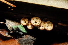 Attēlu rezultāti vaicājumam “Crucibulum laeve”