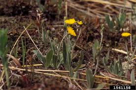 Image result for Hieracium pilosella