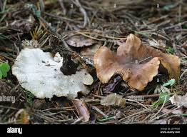 Attēlu rezultāti vaicājumam “Polyporus melanopus”