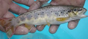 Image result for Salmo macrostigma