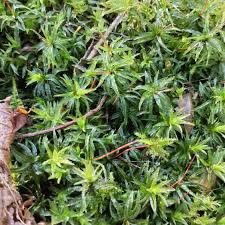 Attēlu rezultāti vaicājumam “Atrichum undulatum sporophyte”