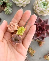 Image result for Haworthia mix