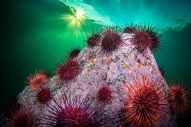 Image result for Mesocentrotus franciscanus