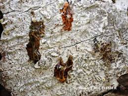 Attēlu rezultāti vaicājumam “Arthonia leucopellaea”