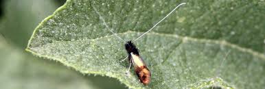 Attēlu rezultāti vaicājumam “Adelidae”