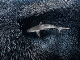 Image result for photos