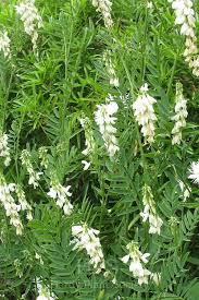 Attēlu rezultāti vaicājumam “Galega orientalis fruit”