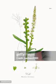 Image result for Reseda luteola