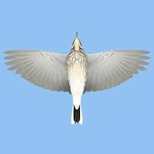 Image result for Anthus spinoletta