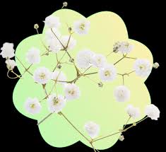 Attēlu rezultāti vaicājumam “Gypsophila fastigiata bud”