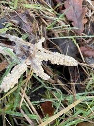 Attēlu rezultāti vaicājumam “Didymium spongiosum”