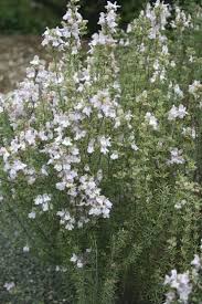 Attēlu rezultāti vaicājumam “xComagaria rosea”