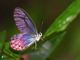 Attēlu rezultāti vaicājumam “Diachea subsessilis young”