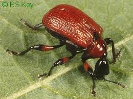 Attēlu rezultāti vaicājumam “Apoderus coryli”