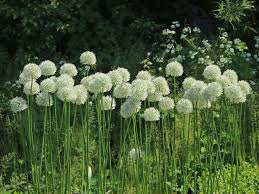 Image result for Zierlauch