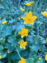 Attēlu rezultāti vaicājumam “Caltha palustris”