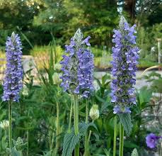 Image result for Katzenminze