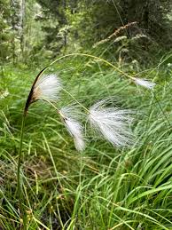 Attēlu rezultāti vaicājumam “Eriophorum latifolium leaf”