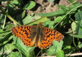 Attēlu rezultāti vaicājumam “Boloria aquilonaris underside”