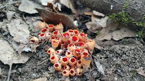 Attēlu rezultāti vaicājumam “Microstoma protracta”