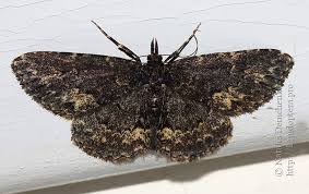 Attēlu rezultāti vaicājumam “Parascotia fuliginaria”