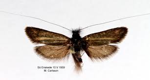 Attēlu rezultāti vaicājumam “Adela cuprella”