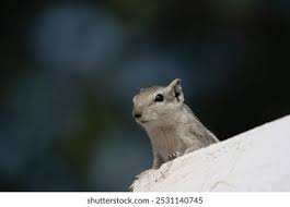 Attēlu rezultāti vaicājumam “Rodentia”