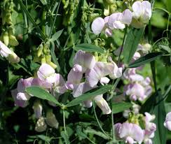 Attēlu rezultāti vaicājumam “Lathyrus latifolius bud”