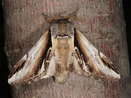 Attēlu rezultāti vaicājumam “Pheosia gnoma male”