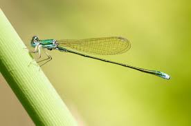 Attēlu rezultāti vaicājumam “Nehalennia speciosa”