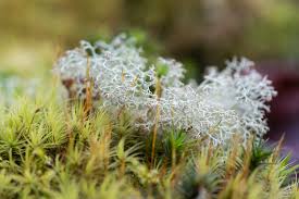 Attēlu rezultāti vaicājumam “Cladonia rangiferina”
