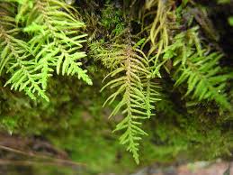 Attēlu rezultāti vaicājumam “Abietinella abietina”