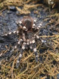 Znalezione obrazy dla zapytania geniculata