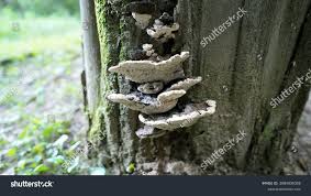 Attēlu rezultāti vaicājumam “Perenniporia medulla-panis”