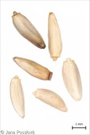 Attēlu rezultāti vaicājumam “Cirsium palustre fruit”