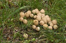 Attēlu rezultāti vaicājumam “Campylopus pyriformis sporophyte”