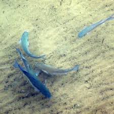 Image result for Chelon richardsonii