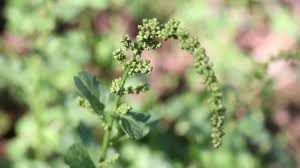 Attēlu rezultāti vaicājumam “Chenopodium bonus-henricus leaf”