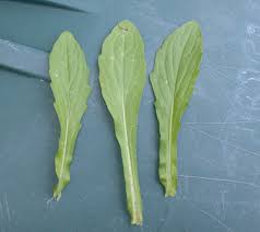 Attēlu rezultāti vaicājumam “Erigeron annuus leaf”