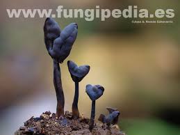 Attēlu rezultāti vaicājumam “Helvella atra”