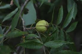 Attēlu rezultāti vaicājumam “Carya cordiformis”