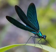 Attēlu rezultāti vaicājumam “Calopteryx virgo male”