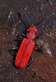Attēlu rezultāti vaicājumam “Cucujus cinnaberinus larva”