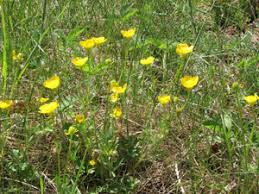 Attēlu rezultāti vaicājumam “xComagaria rosea”