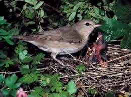 Attēlu rezultāti vaicājumam “Sylvia borin nest”