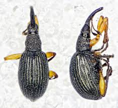 Attēlu rezultāti vaicājumam “Protapion sp.”